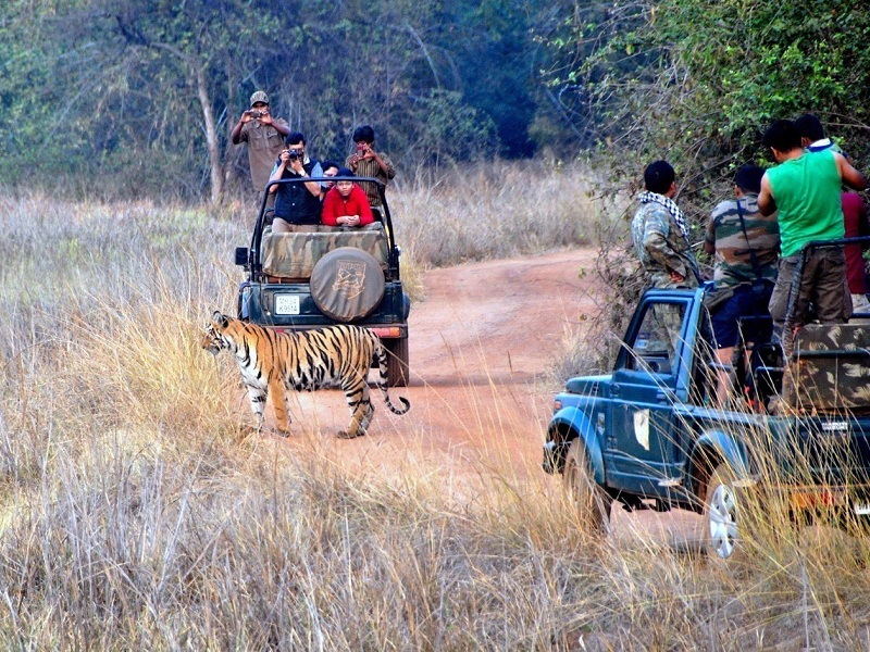 Corbett Holiday Tour with 1 Jeep & 1 Canter Safari